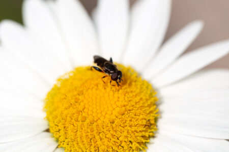 Insect Flower Nature