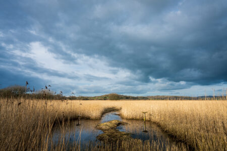 Marsh Wetlands Nature