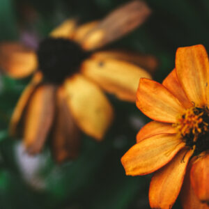 Bokeh Flowers Nature