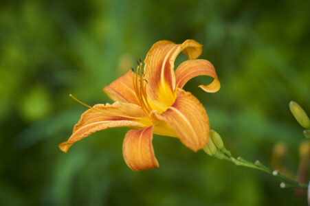 Fresh Flower Orange