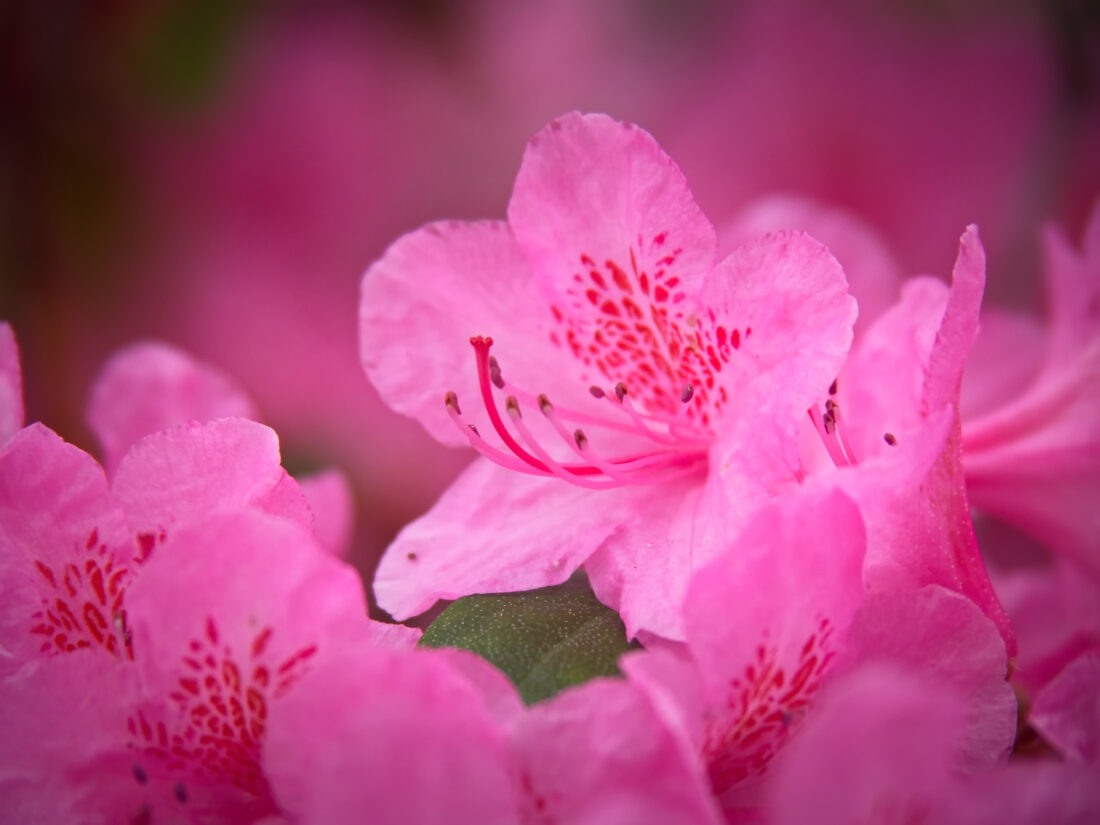 Free stock image of Pink Flowers Background