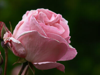 Pink Rose Macro