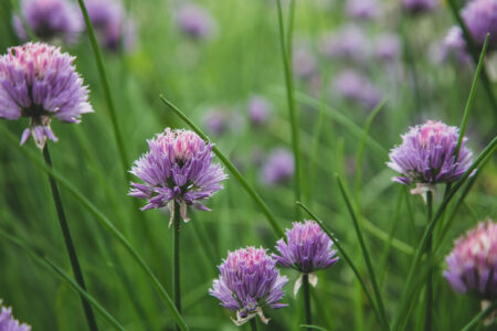 Chives Blossom Garden