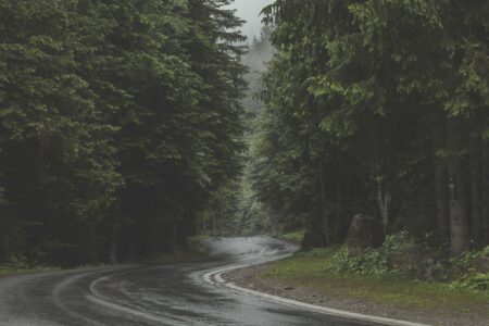 Winding Road Forest