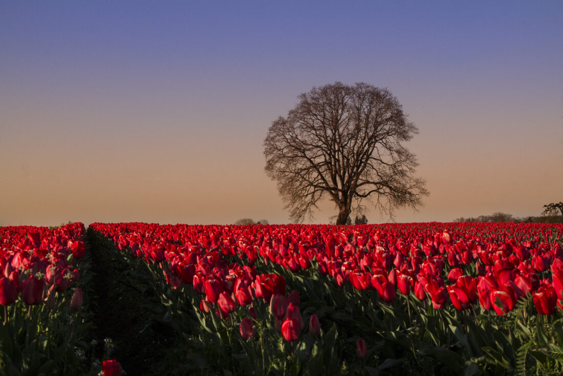 Free stock image of Tulips Field Nature