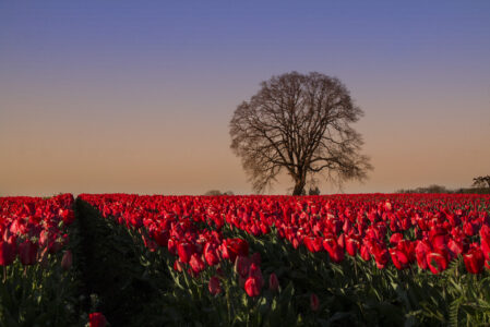 Tulips Field Nature