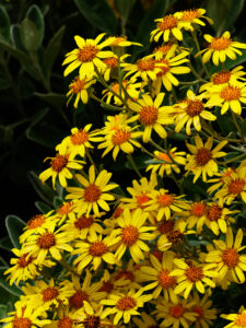 Yellow Flowers Nature