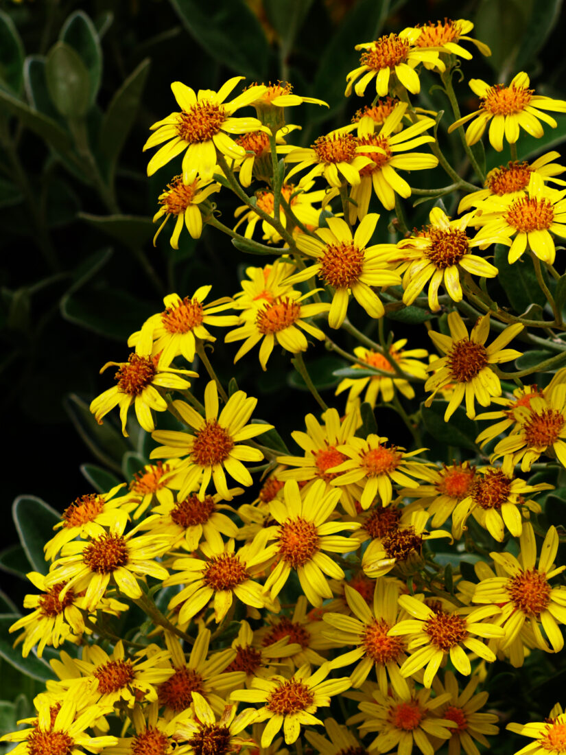 Free stock image of Yellow Flowers Nature