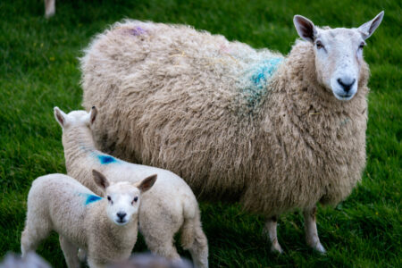 Baby Sheep Animal