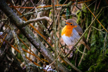 Bird Perched Colorful