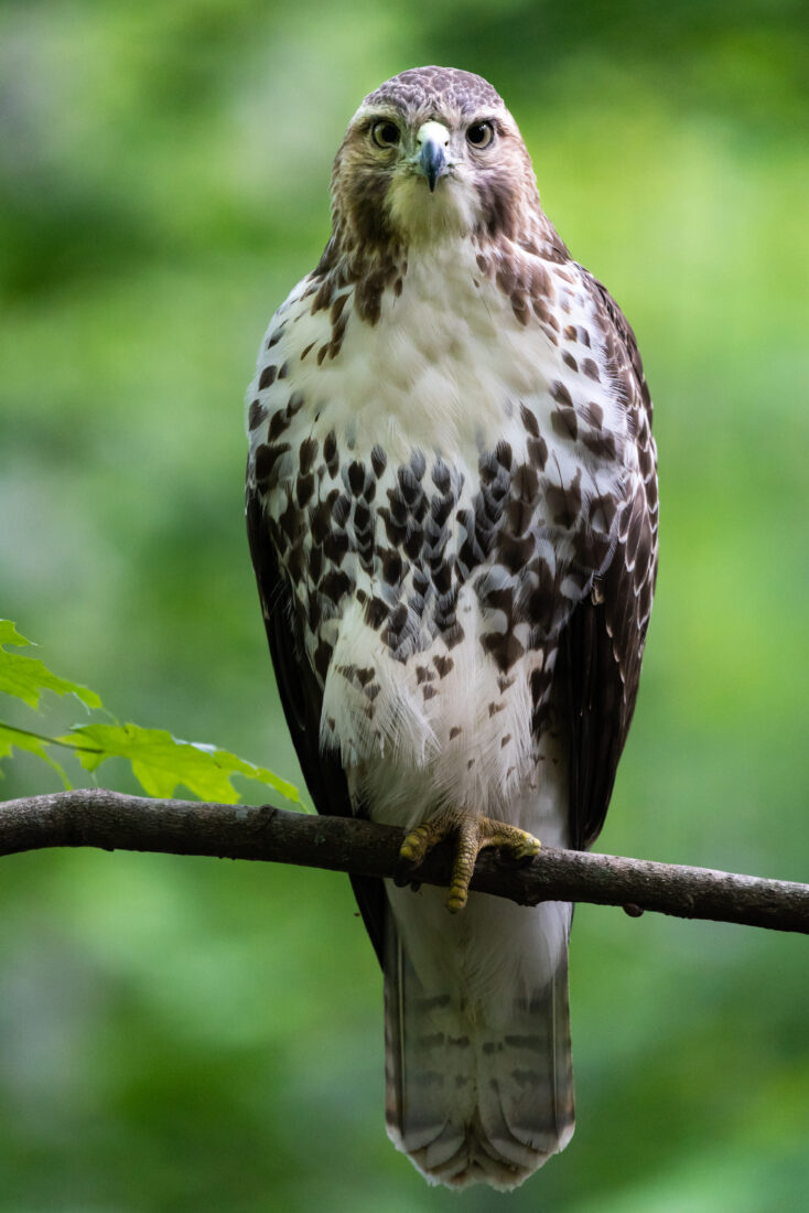 Hawk Bird Animal Royalty-Free Stock Photo
