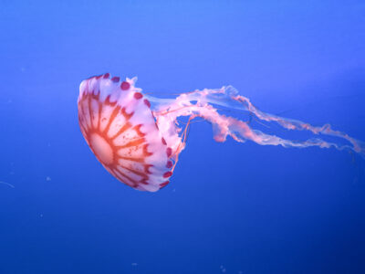 Jellyfish Water