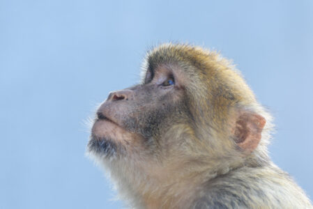 Monkey Portrait Animal