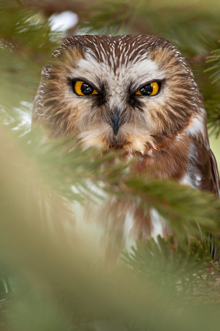 Owl Eyes Nature Royalty-Free Stock Photo