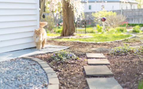 Cat Outdoors