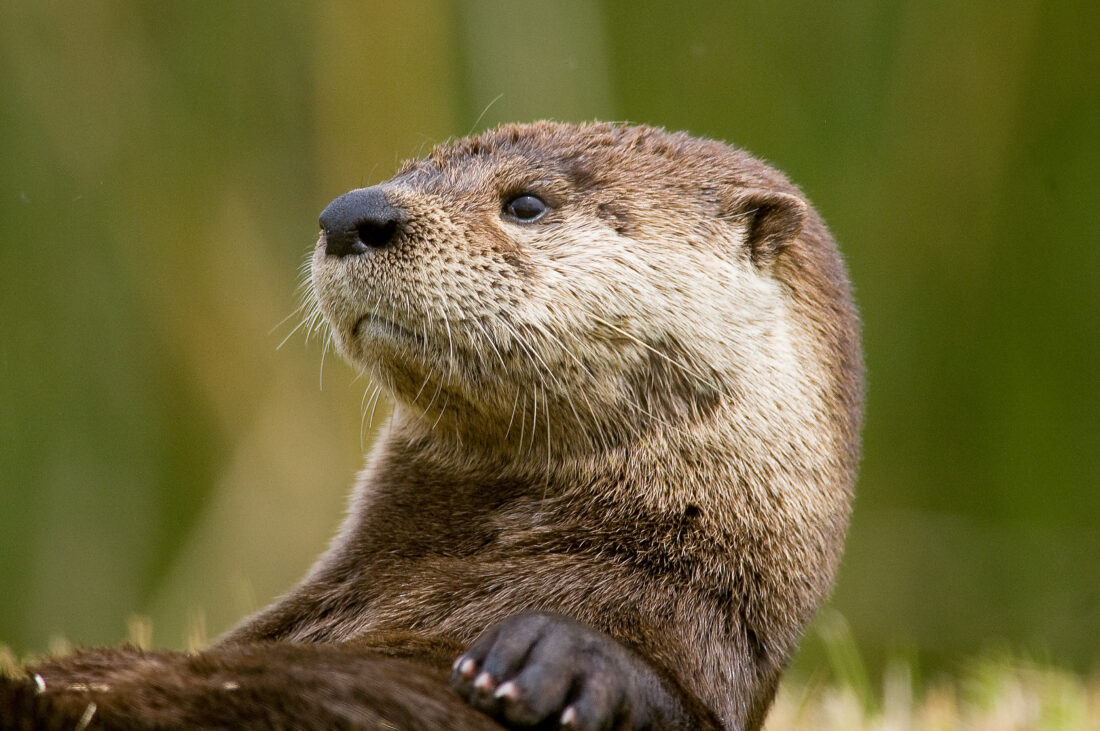 Free stock image of Otter Animal Wildlife