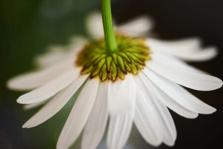 Flower Blossom Nature