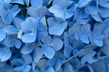 Blue Flowers Background