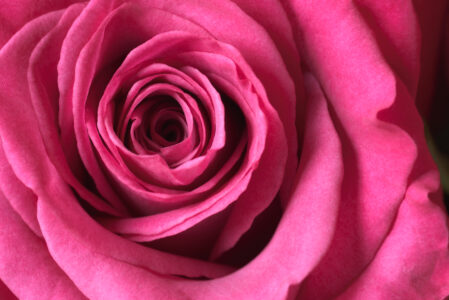 Rose Macro Blossom