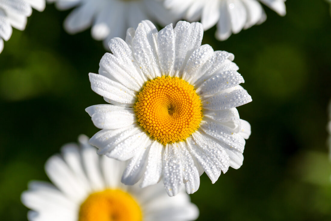 Free stock image of White Daisy Flower