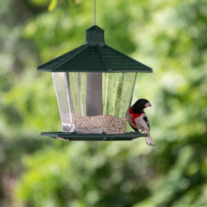 Bird Feeder Nature