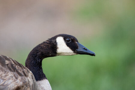 Goose Wildlife Nature