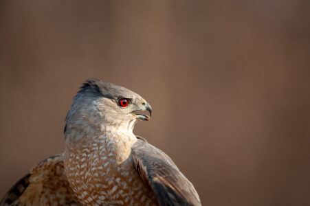 Hawk Nature Wildlife