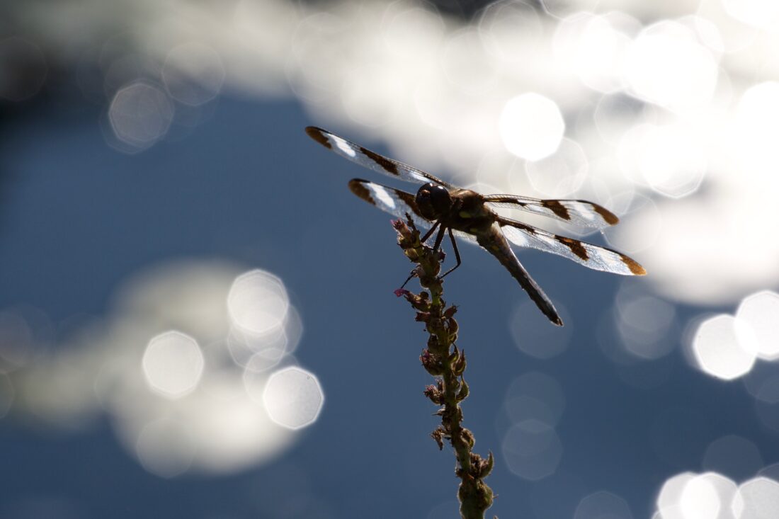 Free stock image of Dragonfly Close Nature
