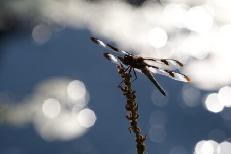 Dragonfly Close Nature