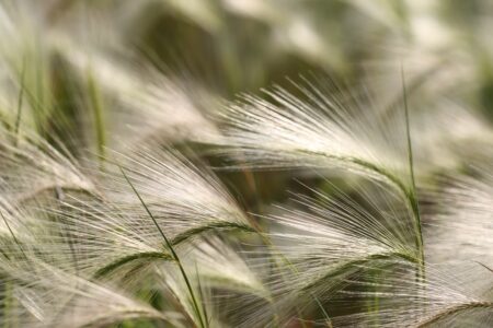 Tall Grass Background