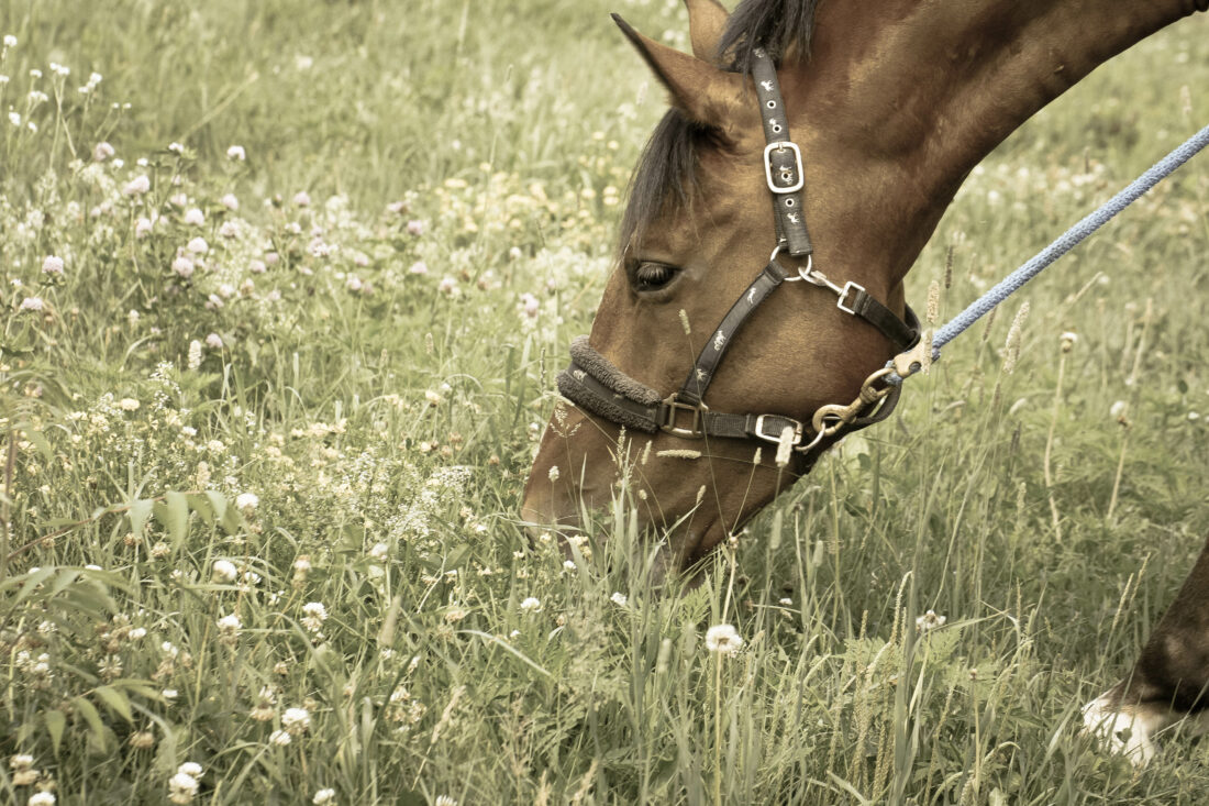Free stock image of Pasture Grazing Equine