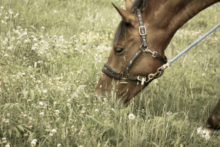 Pasture Grazing Equine