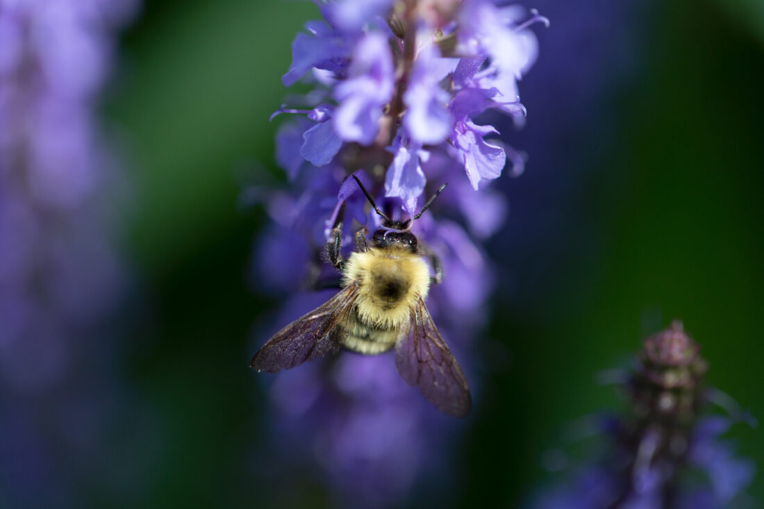 Free stock image of Bee Flower Macro