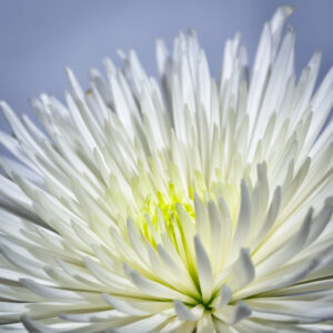 White Flower Background