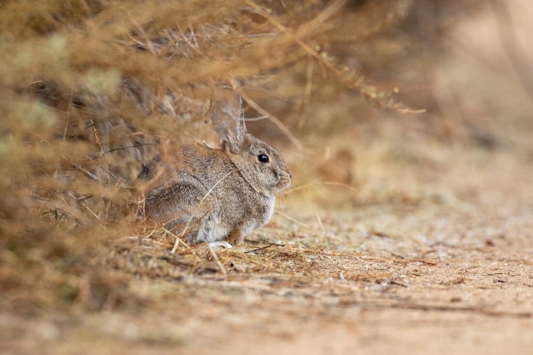 Free stock image of Rabbit Nature Bunny