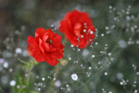 Macro Flower Bloom