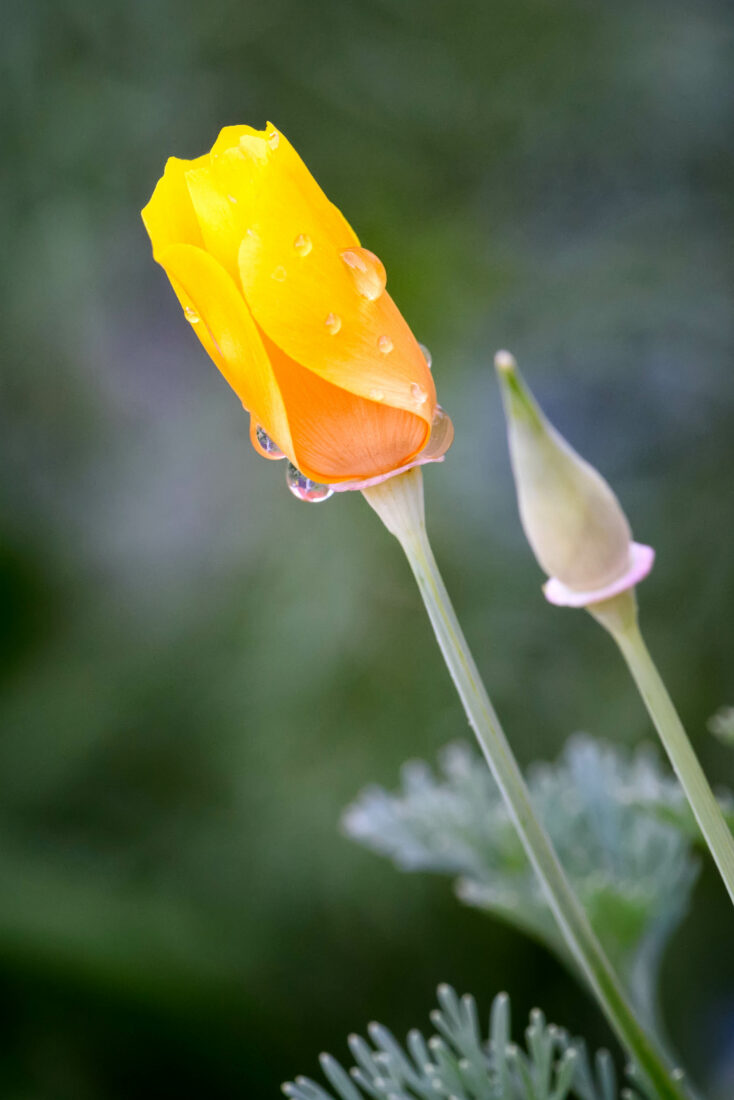 Free stock image of Rain Yellow Flower