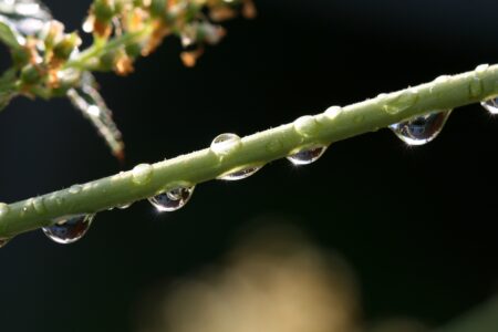 Macro Droplets Nature