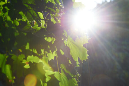 Sun Forest Nature