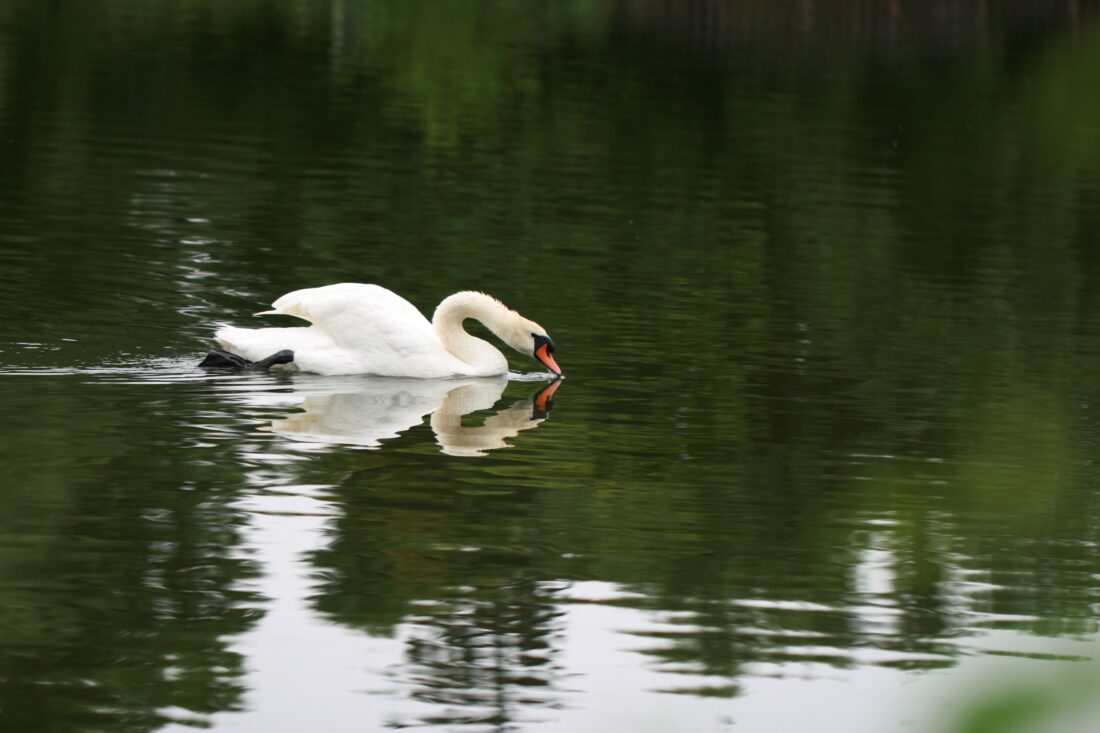 Free stock image of Swan Bird Lake