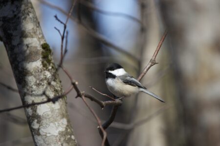 Tiny Bird Trees