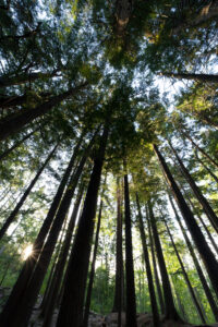 Forest Sky View