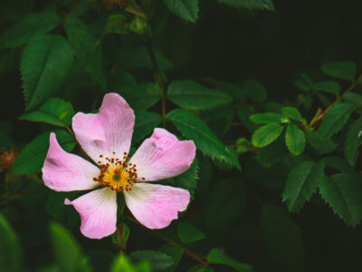 Wild Rose Flower