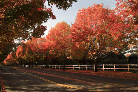 Autumn Trees Fall