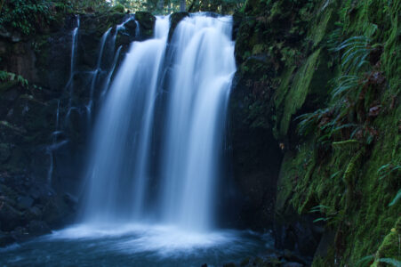 Waterfall Forest