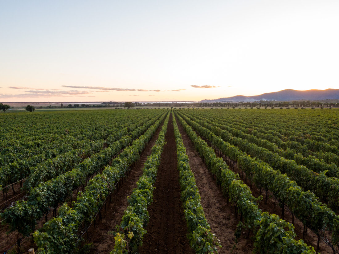 Free stock image of Wine Vineyard Landscape