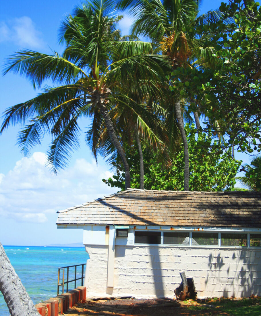 Free stock image of Beach Cottage Palms
