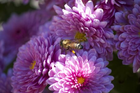 Bee Flowers Close up