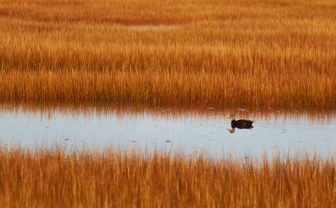 Marsh Field Nature