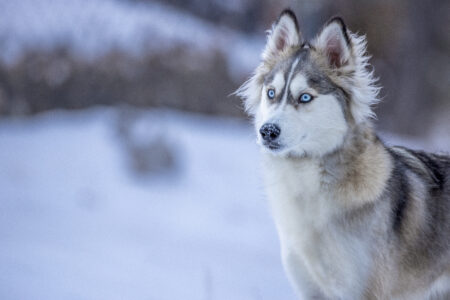 Husky Dog Portrait